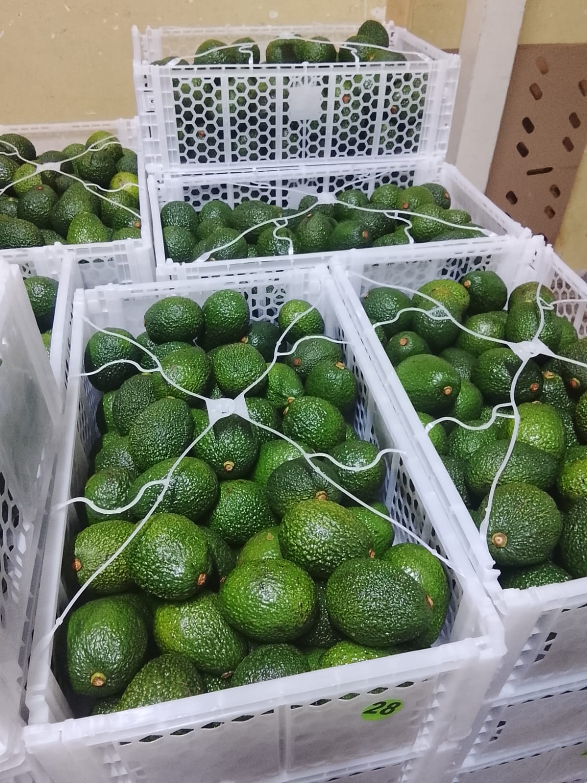 Avocados packed in export crates
