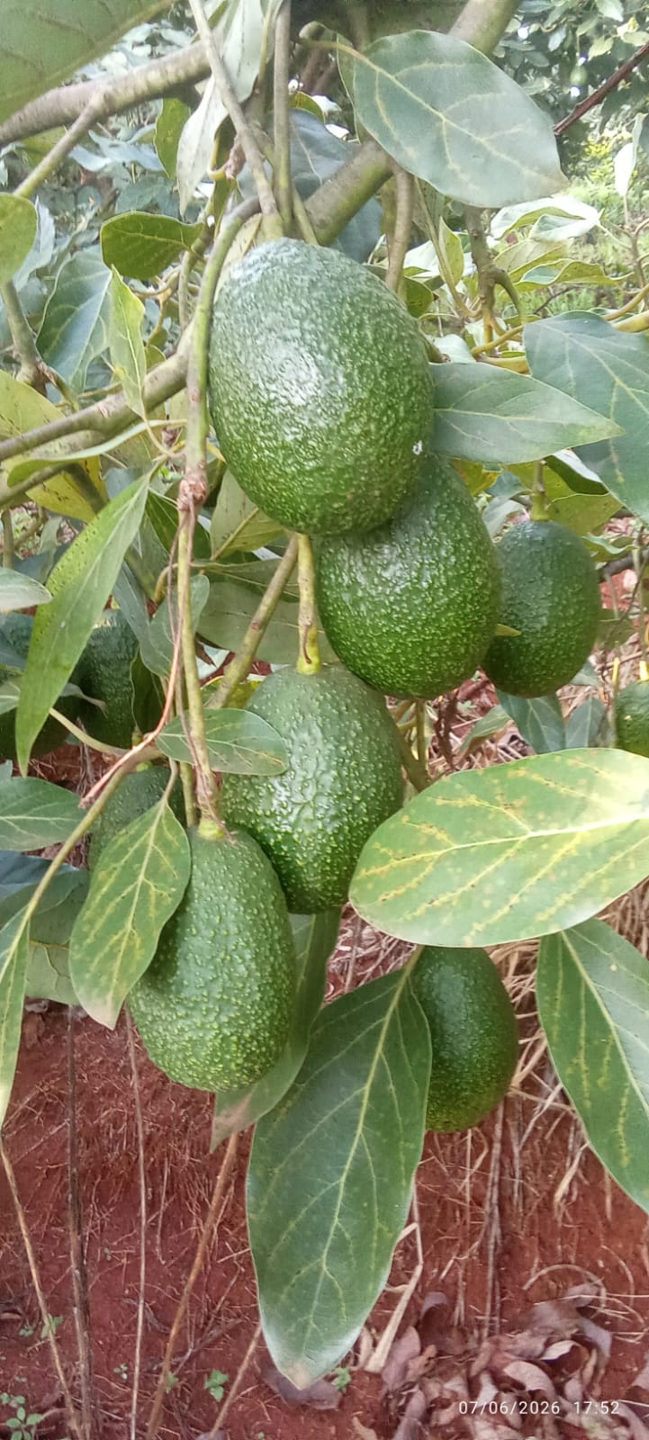 Ripe Hass avocados on the tree in East African highlands